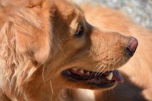Close Up Look at a Nova Scotia Duck Tolling Retriever photo