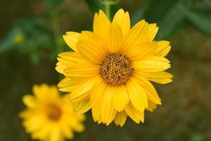Stunning Yellow False Sunflower Blossom Flowering in a Garden photo