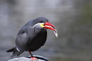 Inca Tern Standing on a Rock Eating a Fish photo