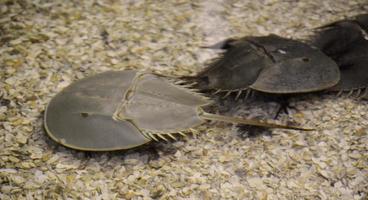 Pair of Living Fossils Also Known as Horseshoe Crabs photo