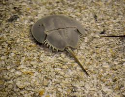 Rare Horseshoe Crab Sitting on the Bottom of the Ocean photo