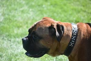 Profile of a Large Old English Mastiff Dog photo