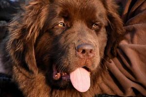 Looking Into the Sweet Brown Face of a Newfie photo