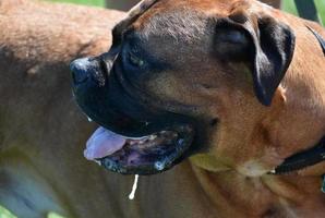 hermoso perfil de un perro mastín mirando hacia atrás foto