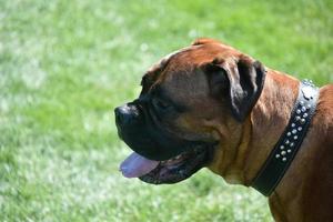 Gorgeous Profile of an English Mastiff Dog photo