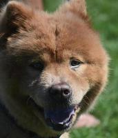 Super Cute Chow Puppy Panting from the Sun photo