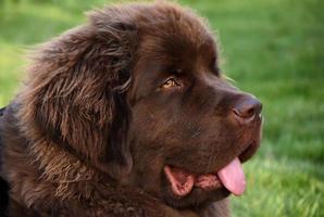 Young Brown Newfie Dog in the Grass photo