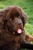 Sweet Faced Young Brown Newfoundland Dog with His Tongue Out photo