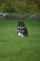 Cute black and white husky puppy running in a field photo