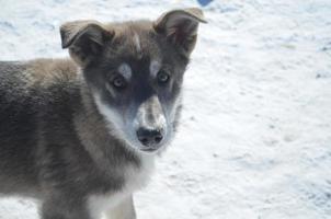 Grey Siberian Husky Dog photo