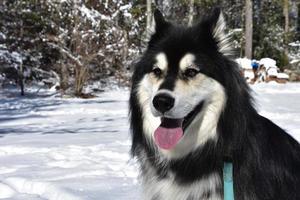 Snow Covered Winter Landscape with a Husky photo