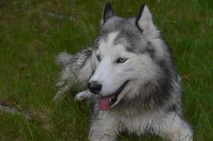 adorable husky siberiano de ojos azules foto