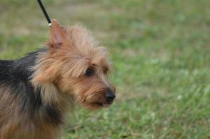 Sweet Face of an Australian Terrier Dog photo