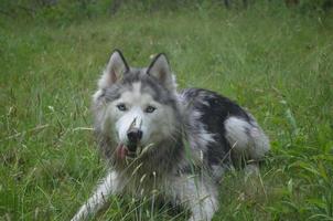 husky siberiano caliente y cansado foto