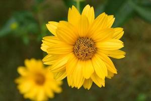 Macro Photo of a Yellow False Sunflower Blossom