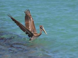 hermoso pelícano aterrizando en aguas tropicales de aruba foto