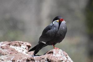 Face of an Inca Tern Standing on a Rock photo