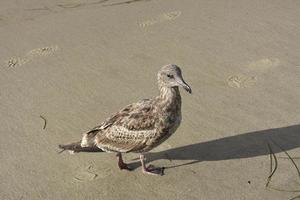 vista frontal de una linda gaviota en la playa de nápoles foto