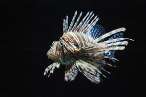 Vibrant Multicolored Lionfish Swimming In an Aquarium photo