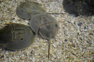 Underwater Look at a Group of Horseshoe Crabs photo