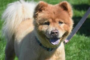 Adorable Face of a Little Chow Water photo