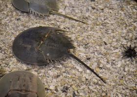 A Look Underwater at a Horseshoe Crab photo