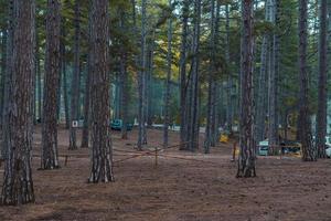 bosque de pinos en la mañana lluviosa de otoño. paisaje de otoño foto