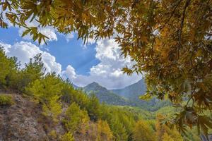 árboles coloridos y paisaje otoñal en el bosque profundo. los colores otoñales en el bosque crean una vista magnífica. vista de otoño en la naturaleza foto