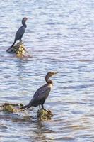 Neotropis Long-tailed Cormorant on rock stone at Beach Mexico. photo