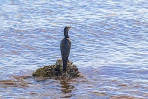 Neotropis Long-tailed Cormorant on rock stone at Beach Mexico. photo