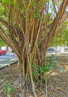 enorme hermoso ficus maxima higuera playa del carmen mexico. foto