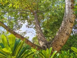 enorme y hermoso árbol de ceiba ceiba con picos en méxico. foto