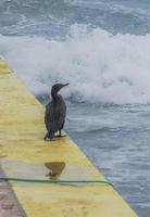 Neotropis Long-tailed Cormorant on jetty at the water Mexico. photo