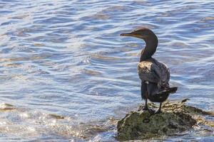 Neotropis Long-tailed Cormorant on rock stone at Beach Mexico. photo