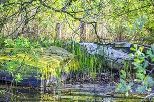 Old broken boats overgrown with green moss and mold Germany. photo