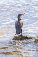 Neotropis Long-tailed Cormorant on rock stone at Beach Mexico. photo