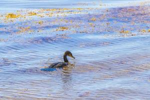 cormorán de cola larga neotropis nadando en el agua en la playa de méxico. foto