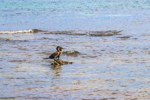 Neotropis Long-tailed Cormorant on rock stone at Beach Mexico. photo