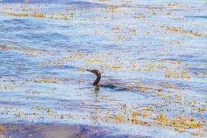 Neotropis Long-tailed Cormorant swimming in water at Beach Mexico. photo