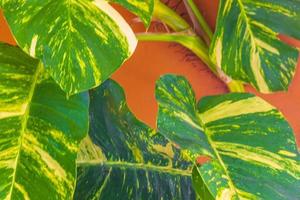 Tropical green and yellow plant Dieffenbachia Dumb Cane houseplant Mexico. photo