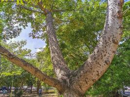 Huge beautiful Kapok tree Ceiba tree with spikes in Mexico. photo