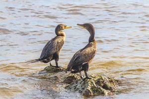 Neotropis Long-tailed Cormorant on rock stone at Beach Mexico. photo