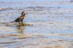 Neotropis Long-tailed Cormorant on rock stone at Beach Mexico. photo