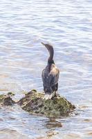 Neotropis Long-tailed Cormorant on rock stone at Beach Mexico. photo