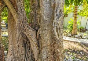 Huge beautiful Ficus maxima Fig tree Playa del Carmen Mexico. photo