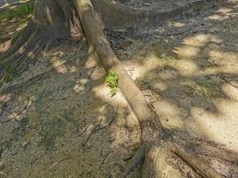 Huge beautiful Ficus maxima Fig tree Playa del Carmen Mexico. photo