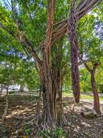 enorme hermoso ficus maxima higuera playa del carmen mexico. foto