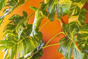 Tropical green and yellow plant Dieffenbachia Dumb Cane houseplant Mexico. photo