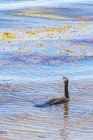 Neotropis Long-tailed Cormorant swimming in water at Beach Mexico. photo