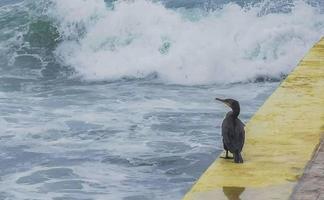 Neotropis Long-tailed Cormorant on jetty at the water Mexico. photo